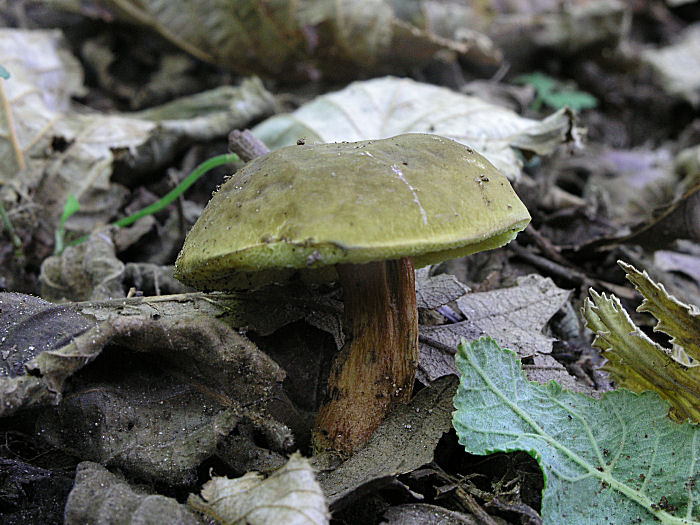 Due Xerocomus